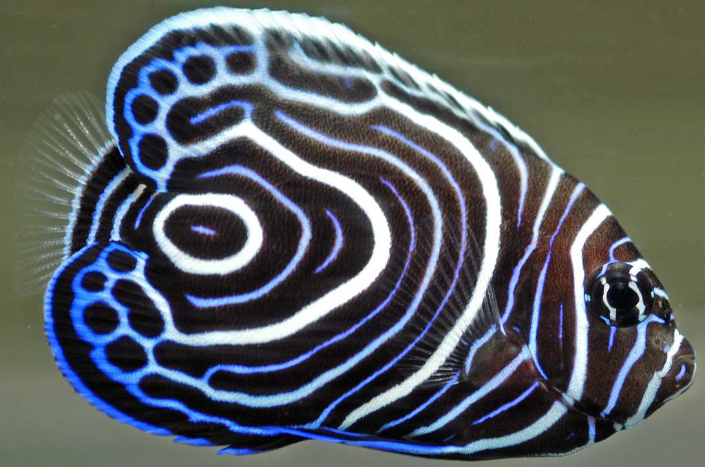 Морской красавец рыба-ангел Pomacanthus imperator